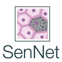 SenNet